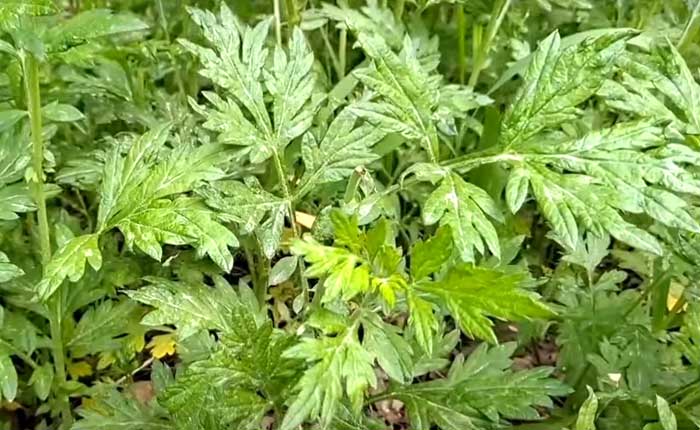 쑥(Mugwort)의 효능과 부작용