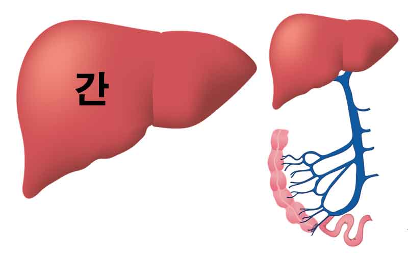 하얀 대변일 때, 간과 담즙 문제를 의심해야 하는 이유