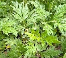 쑥(Mugwort)의 효능과 부작용